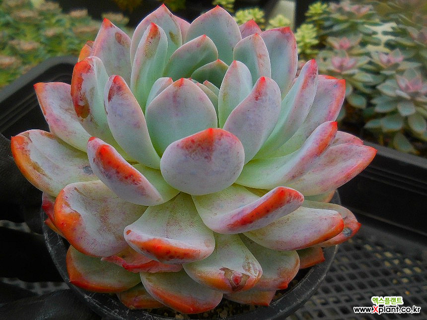 Echeveria HOSHIKAGE 9/23-1624 Succulents - Xplant