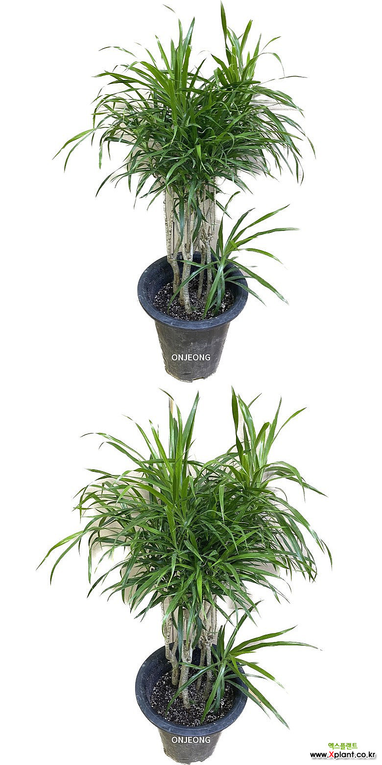 온정농원 드라세나 자바 중대품 88cm : 공기정화식물 - 엑스플랜트
