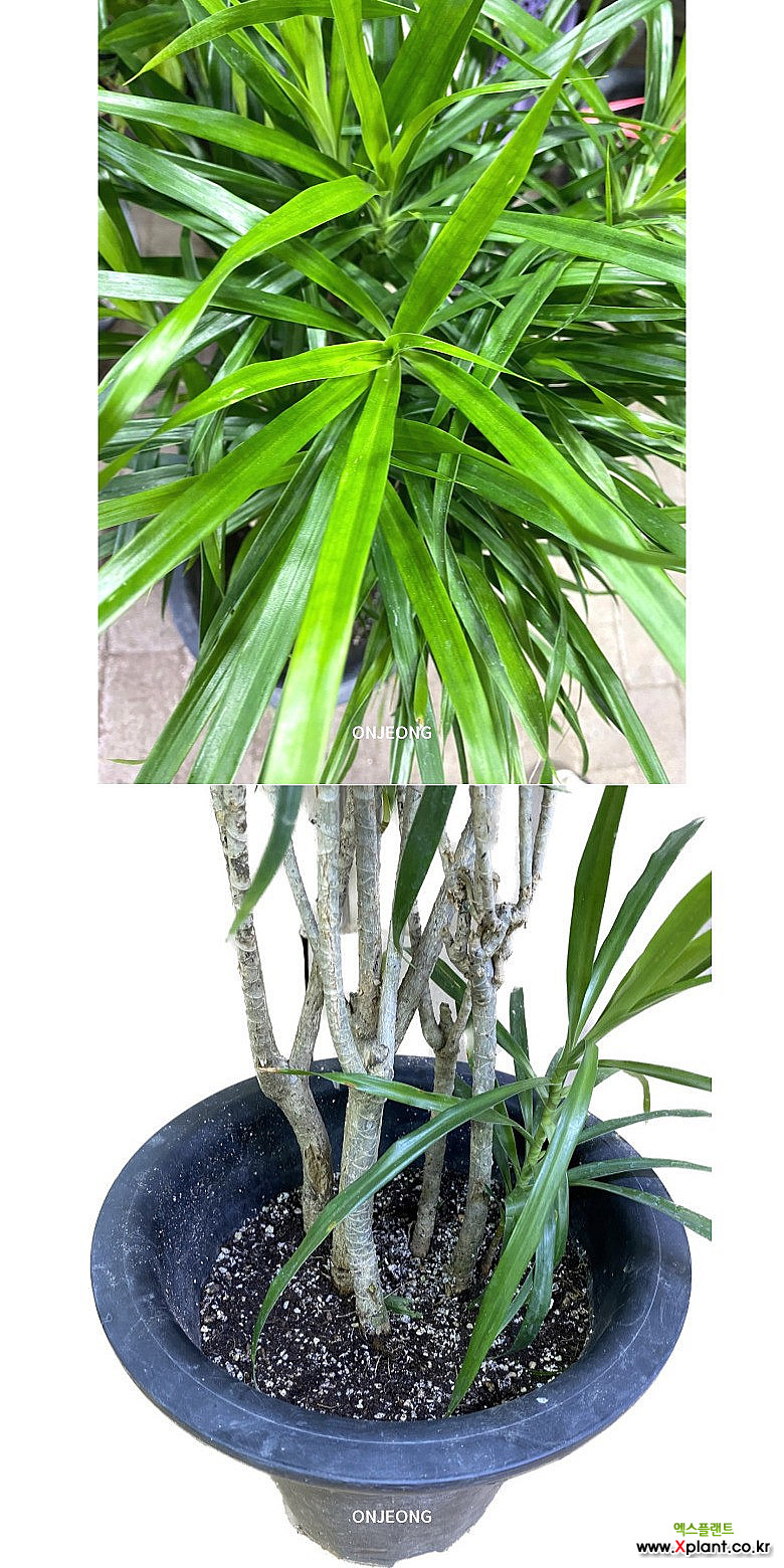온정농원 드라세나 자바 중대품 88cm : 공기정화식물 - 엑스플랜트