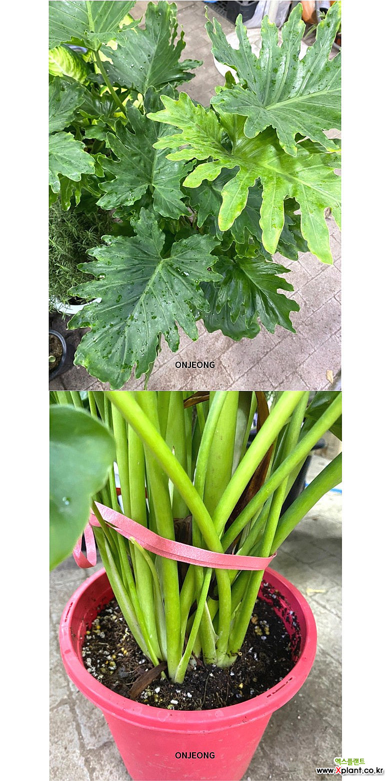온정농원 필로덴드론 호프셀렘 95cm : 공기정화식물 - 엑스플랜트