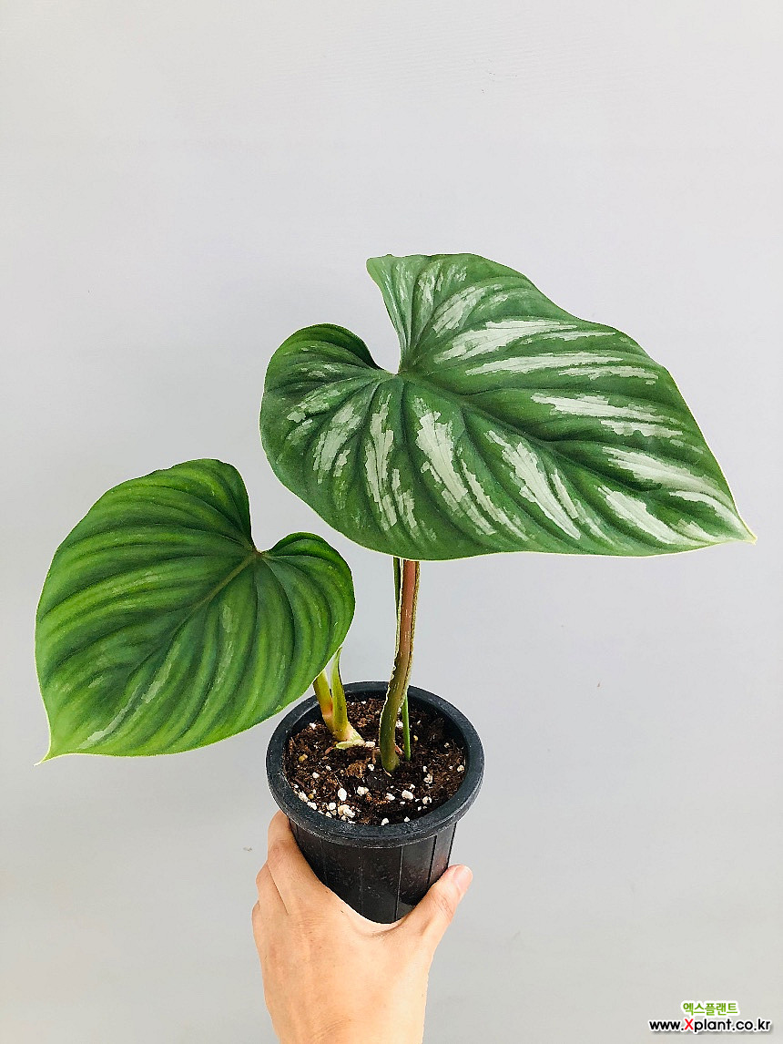 Philodendron Plowmanii 'Black Face' Foliage - Xplant