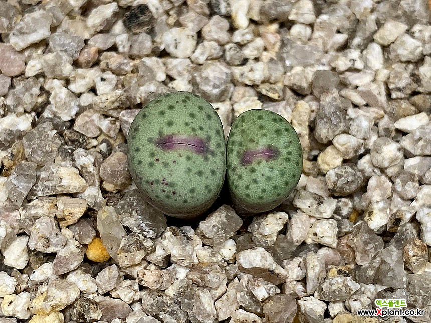 Conophytum stevens-jonesianum Conophytum stevens-jonesianum CR
