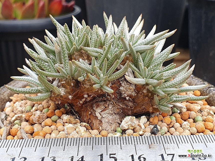 Avonia quinaria ssp Alstonii - , Succulents - Xplant
