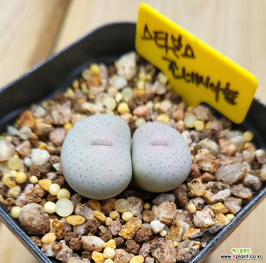 Conophytum stevens-jonesianum Conophytum - Xplant