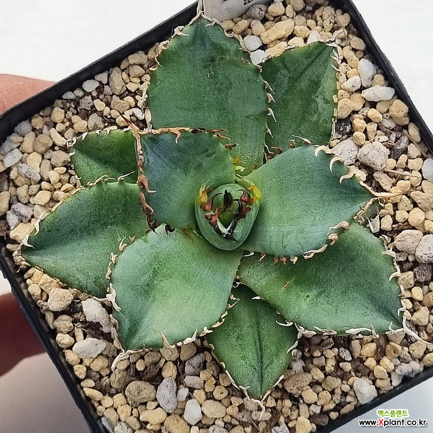 Agave titanota Filigree 아가베 티타노타 필리그리 한선원 : 아프리카식물(코덱스) - 엑스플랜트