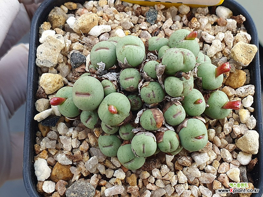 Conophytum pageae 2029