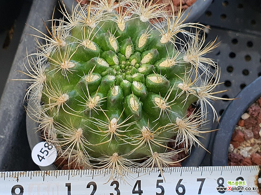 Succulents 110-458 110-458 Cactus xplant