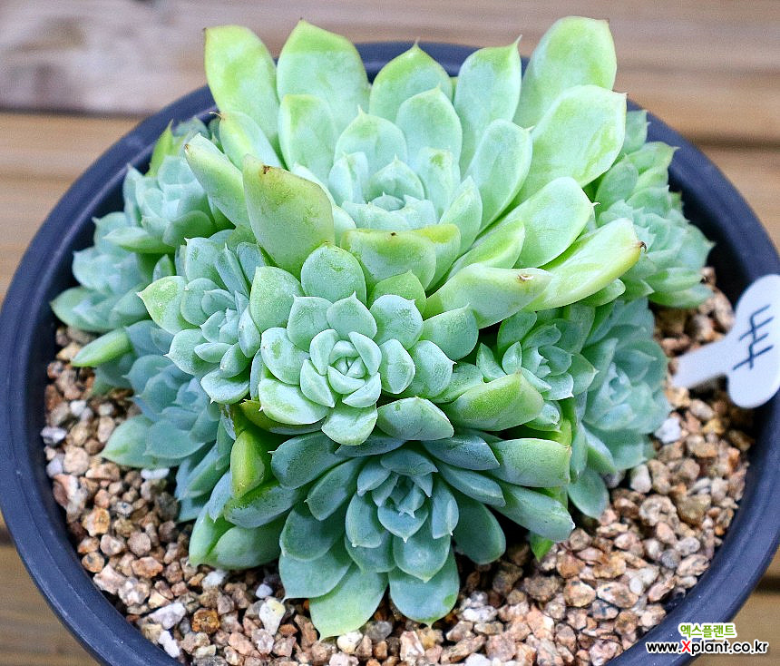 その他多肉植物 natulal その他多肉植物 natulal Taniku Set Ulala（多肉植物のセット