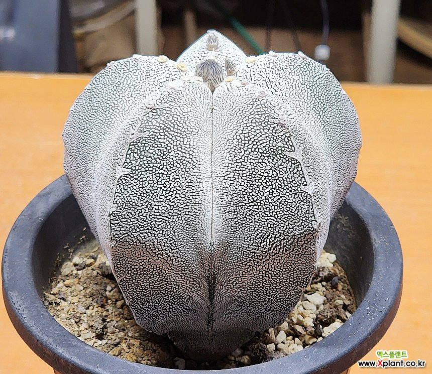 Astrophytum myriostigma cv. ONZUKA V Cactus - Xplant