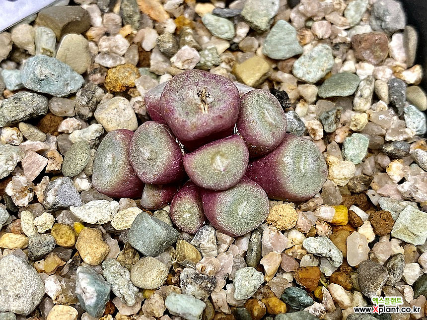 Conophytum bolusiae ssp. Conophytum bolusiae-12 Conophytum
