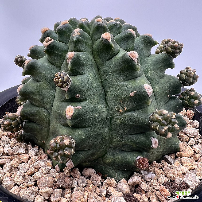 monstera thai constellation kaufen Monstera deliciosa 'Thai Constellation'
