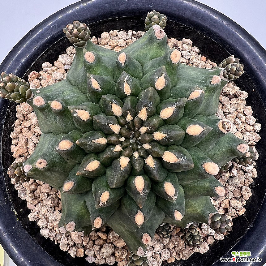 Gymnocalycium Mihanovichii Gymnocalycium cv. Kikko 453 Cactus - Xplant