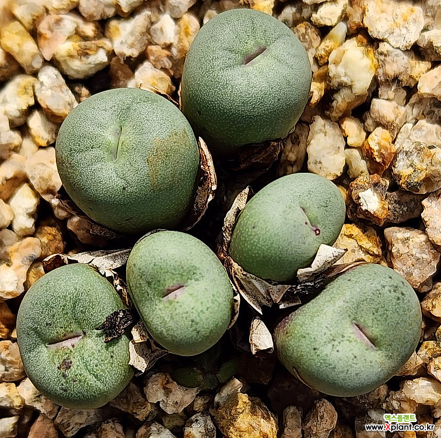 Conophytum pageae 1380B 1013-134 Conophytum - Xplant