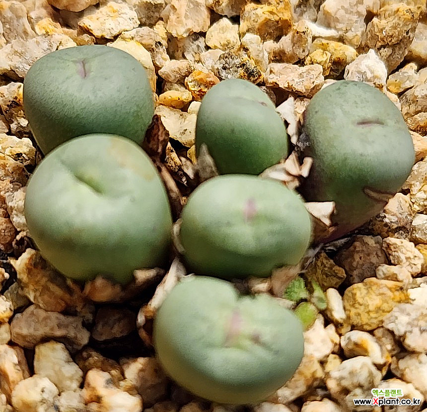 Conophytum pageae 1380B 1013-134 Conophytum - Xplant