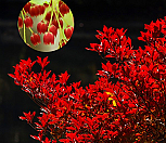 단풍철쭉 (방울철쭉) 베니도단 묘목 12cm포트 중품 가을 단풍 고급정원수 공원수 고급생울타리 관상수|Enkianthus perulatus