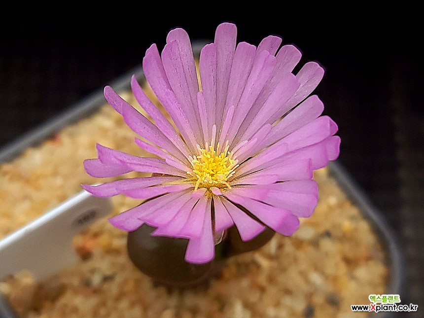 Lithops 180 180 Conophytum - xplant