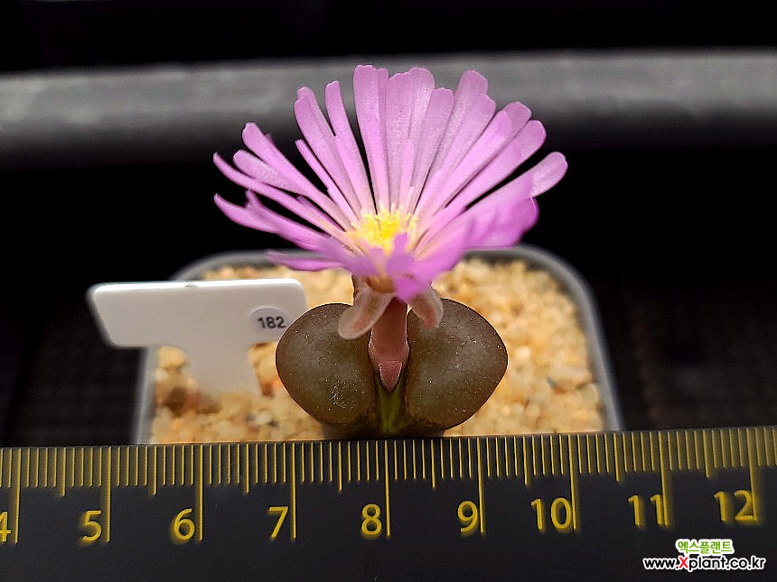 Lithops 180 180 Conophytum - xplant