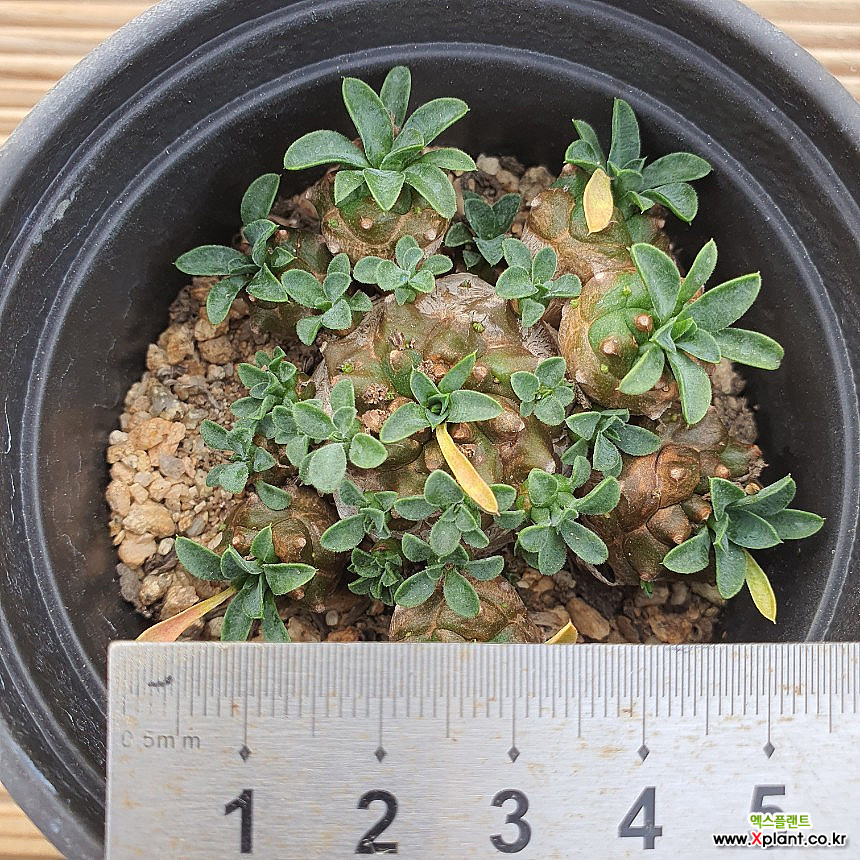 Euphorbia Gabizan 1013 79 Succulents - Xplant