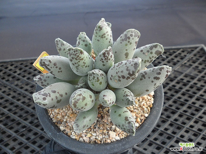 loscenteコーナー　　ダウニー錦　ツルギダ錦他　多肉植物 Hoshi☆Taniku