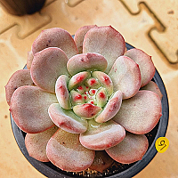 アリエル錦　Echeveria Ariel 1697683066_m