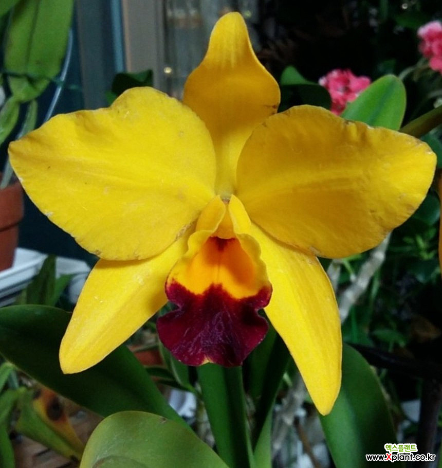 Cattleya tokyo magic .. Cattleya - Xplant