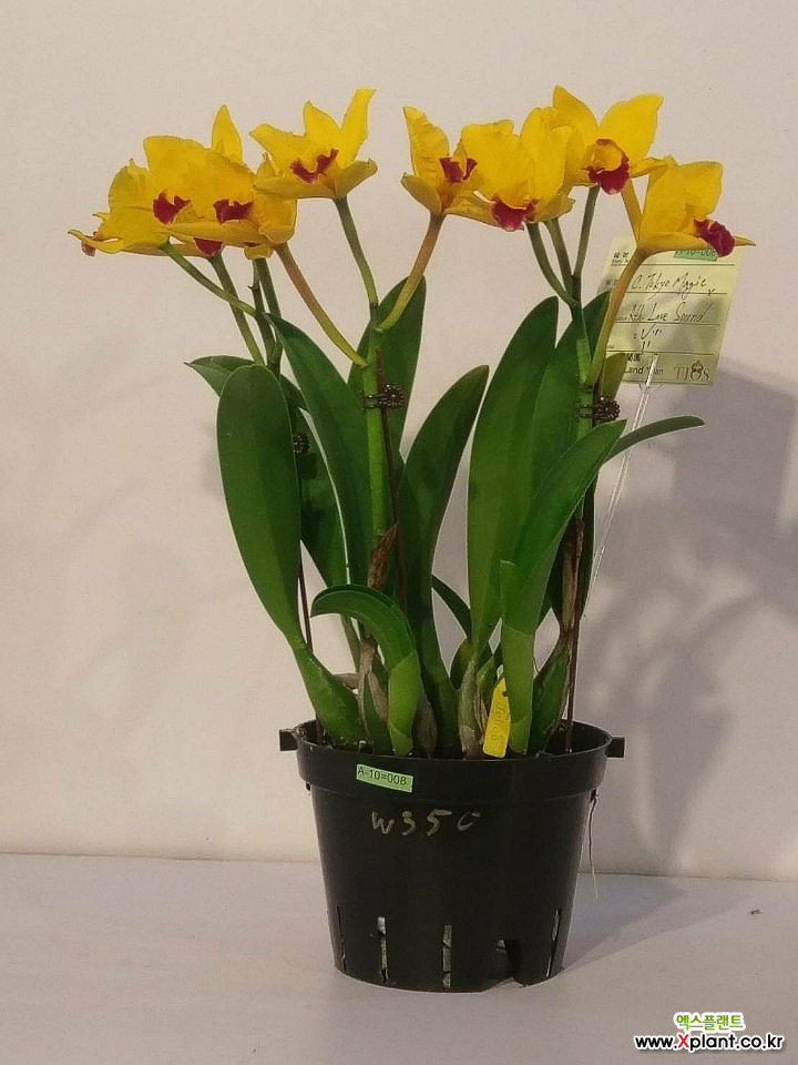 Cattleya 幻想写景 妖 Cattleya 幻想写景 -妖- - メグルユメ - YouTube