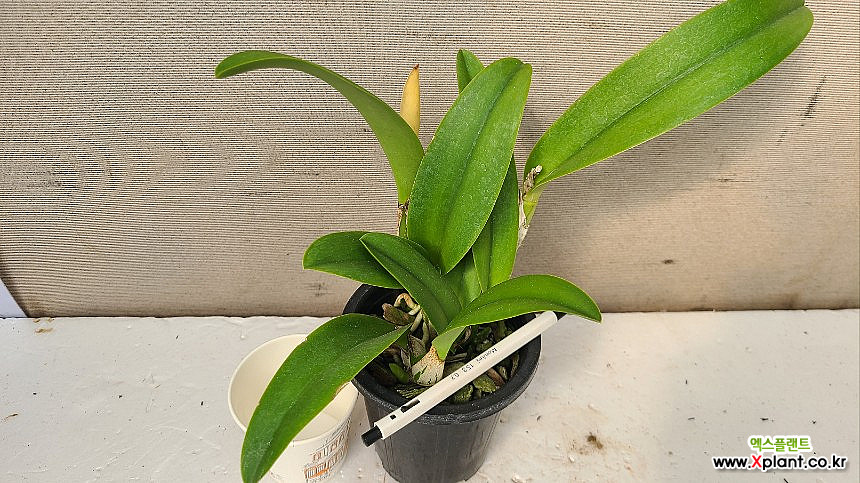 Cattleya 幻想写景 妖 Cattleya 幻想写景 妖 Foxtail Grass ハム 東方 同人CD 東方