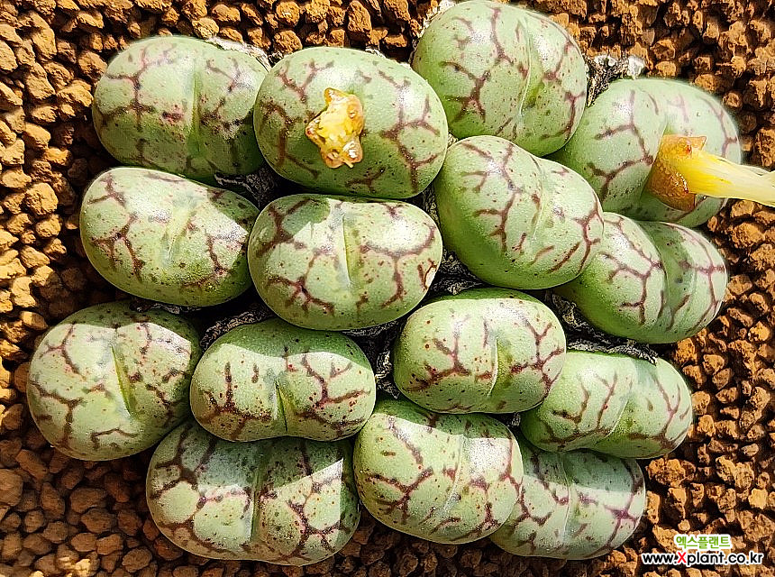 Conophytum minimum 1021180