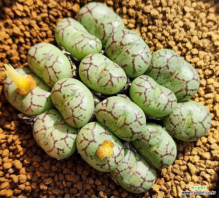 Conophytum minimum Lithops 1021-180 Conophytum - xplant