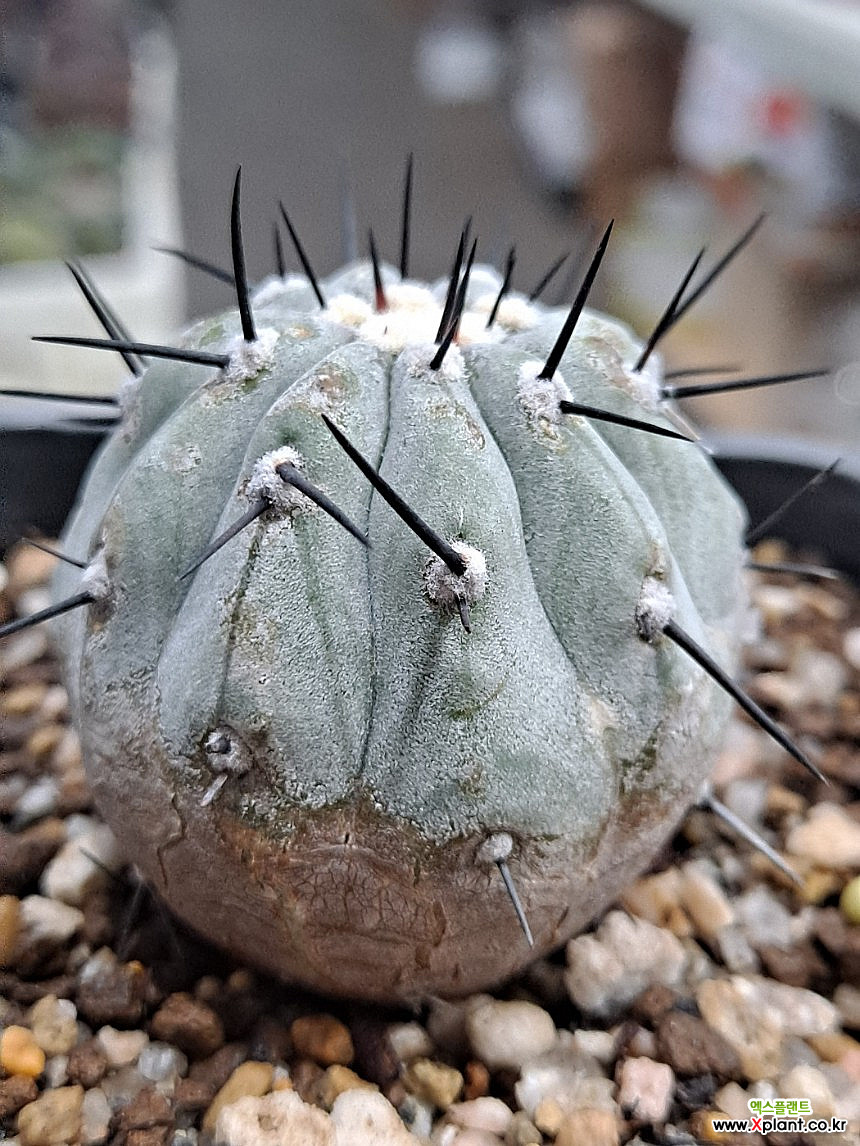 新品　COPIAPOA CINEREA  FlowerSeason A5169 COPIAPOA CINEREA BLACK SPINES pot5-H5-W4 cm MaMa