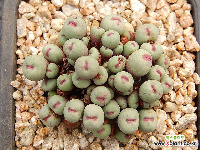 Conophytum pageae Conophytum - Xplant