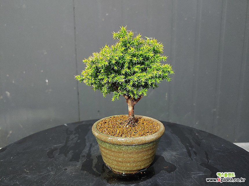 Cryptomeria japonica Bonsai - Xplant