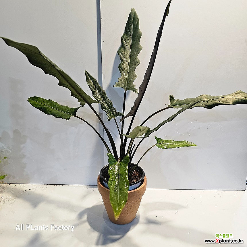 Alocasia 40-60cm 169 空気浄化植物 - xplant