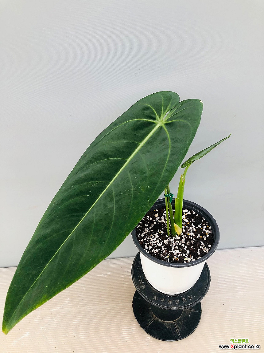 Anthurium warocqueanum Esmeralda - Xplant