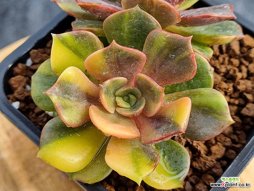 Echeveria Zestar .B.48 Variegated - Xplant