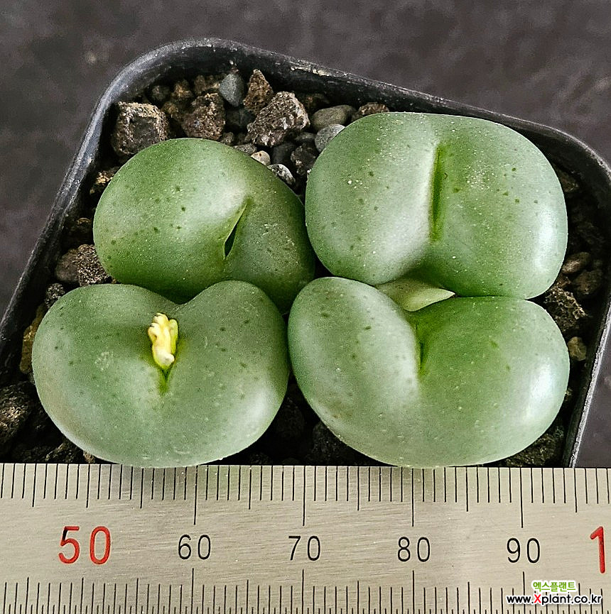 코노피튬 약점옥(14-3)Conophytum 若鮎玉 : 코노피튬 - 엑스플랜트