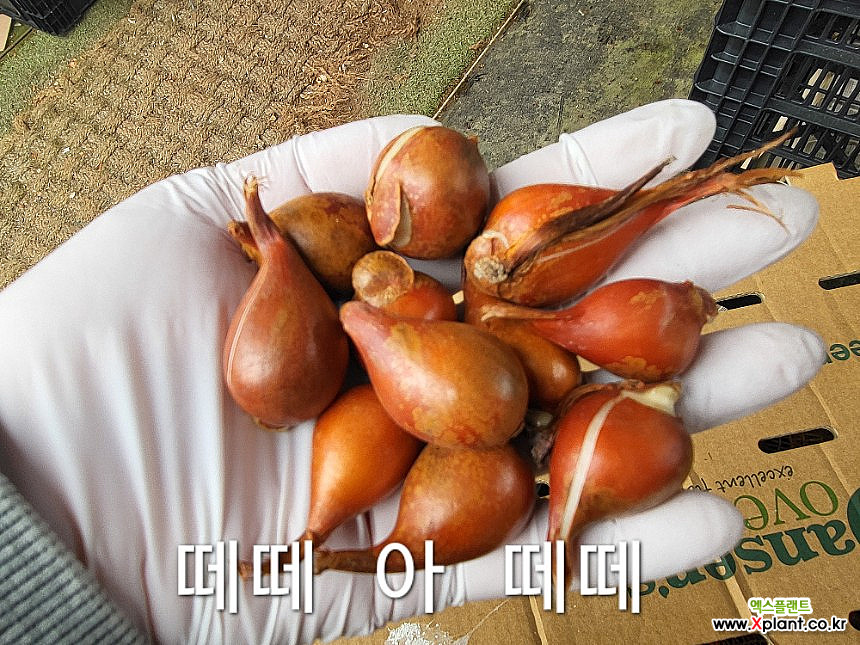 원종튜울립 구근 (떼떼 아 떼떼) 1Set 6구 : 야생화 - 엑스플랜트