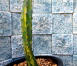 용신목금(금 좋아요)|Myrtillocactus geometrizans