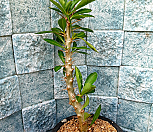 파키포디움 사운데르시(백마성)|Pachypodium saundersii