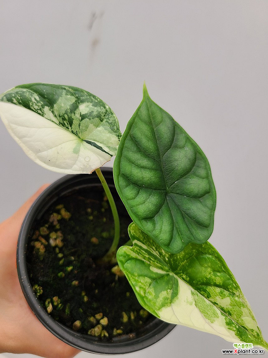 Alocasia Dragon Scale Variegata 7/ Foliage - Xplant