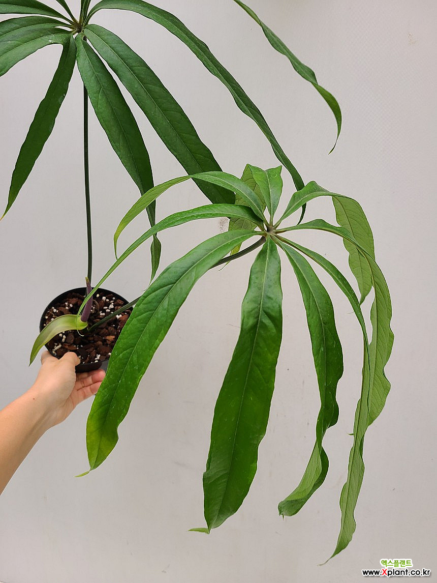 Anthurium eminens [] 1/ 観葉植物 - Xplant