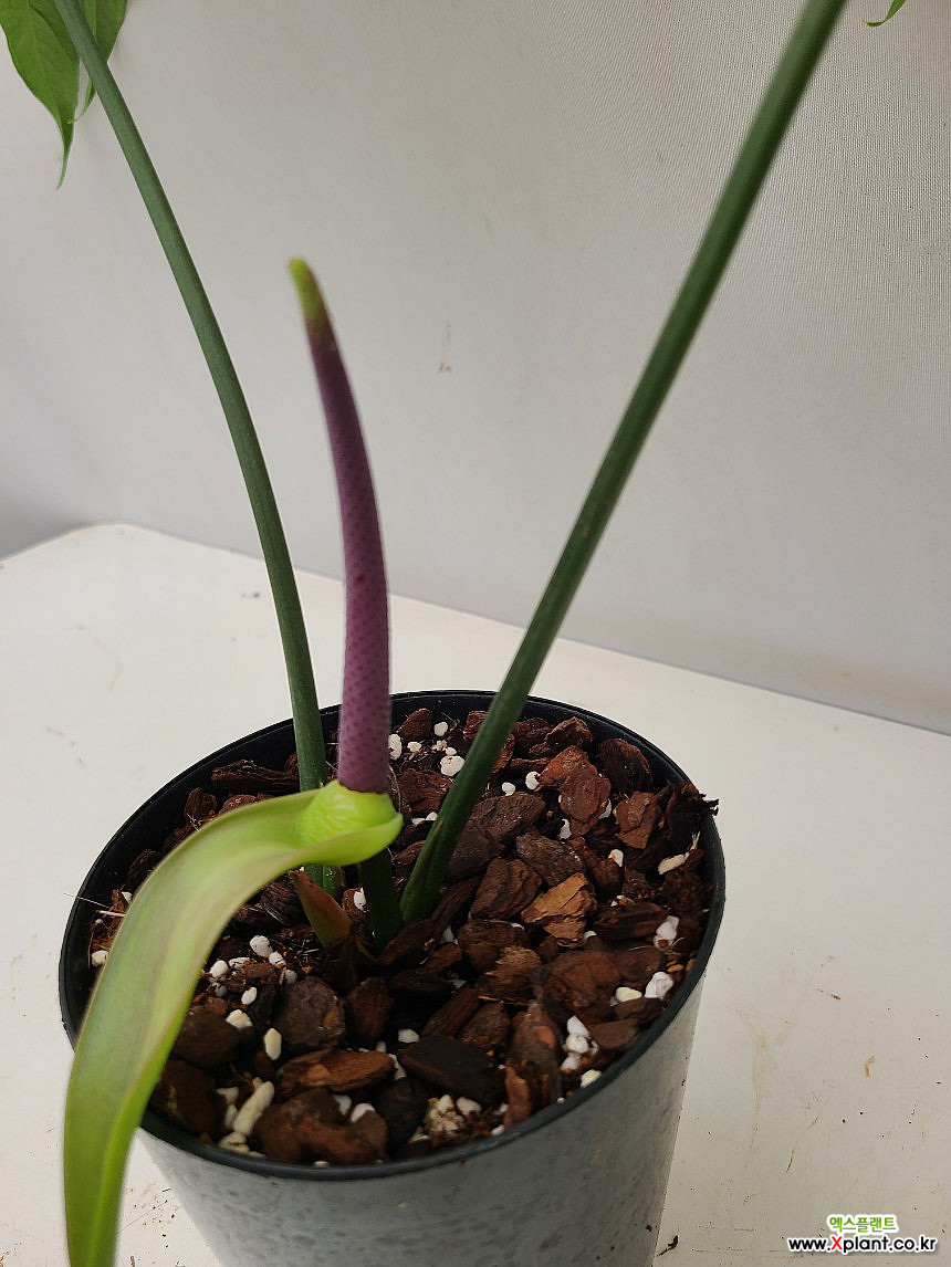 その他観葉植物 anthurium eminens 1699070602_l4