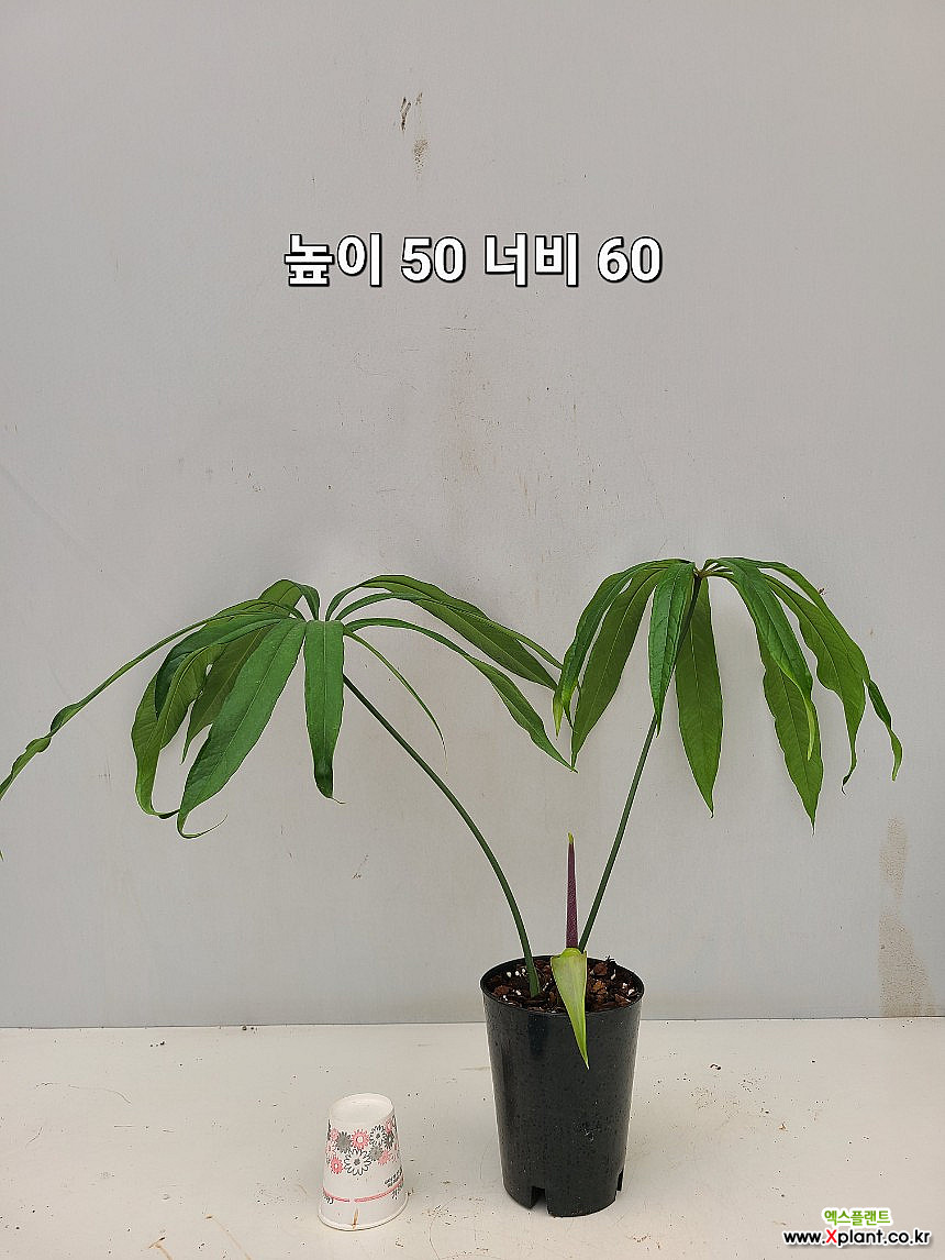 Anthurium eminens [] 1/ Foliage - Xplant