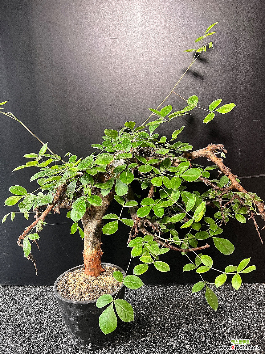 Commiphora mildbraedii 코미포라 밀드브래디 아프리카식물(코덱스) - Xplant