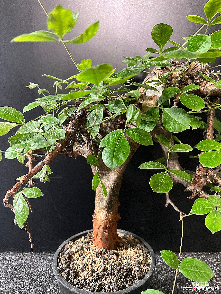 Commiphora mildbraedii 코미포라 밀드브래디 아프리카식물(코덱스) - Xplant