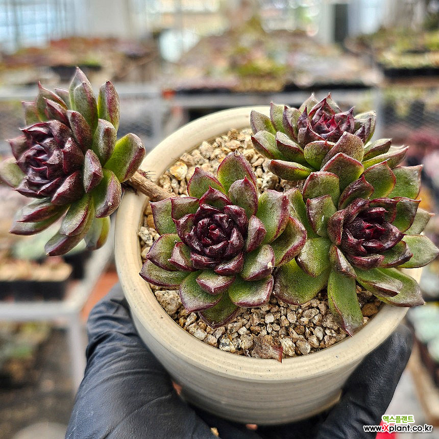 Echeveria Black Rose Succulents - Xplant