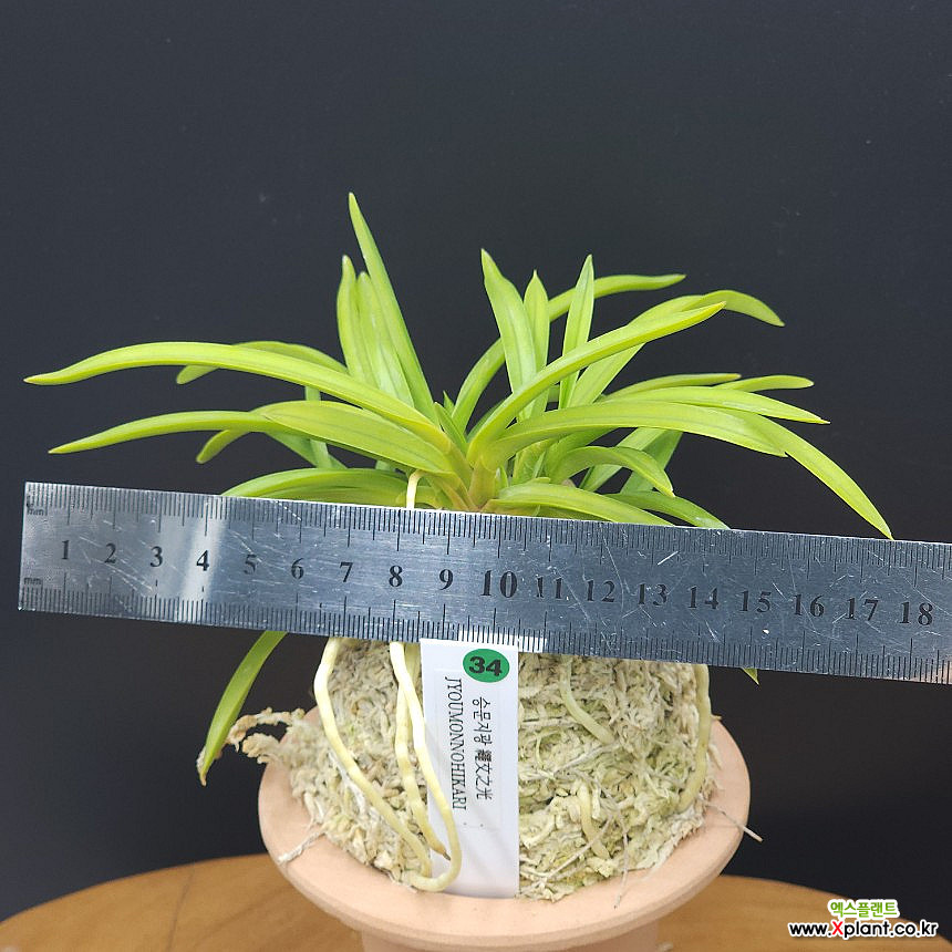 34 승문지광 繩文之光 Joumonnohikari 풍란,부귀란,원예종,Neofinetia : 풍란 부귀란(명품관) - 엑스플랜트