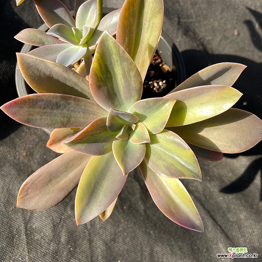 Echeveria outlet Gibbiflora Metalica Variegated with Long Stem Ultra Rare Succulents Imported from Korea - 0025