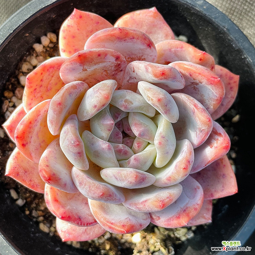 Echeveria Hoshikage Succulents - Xplant