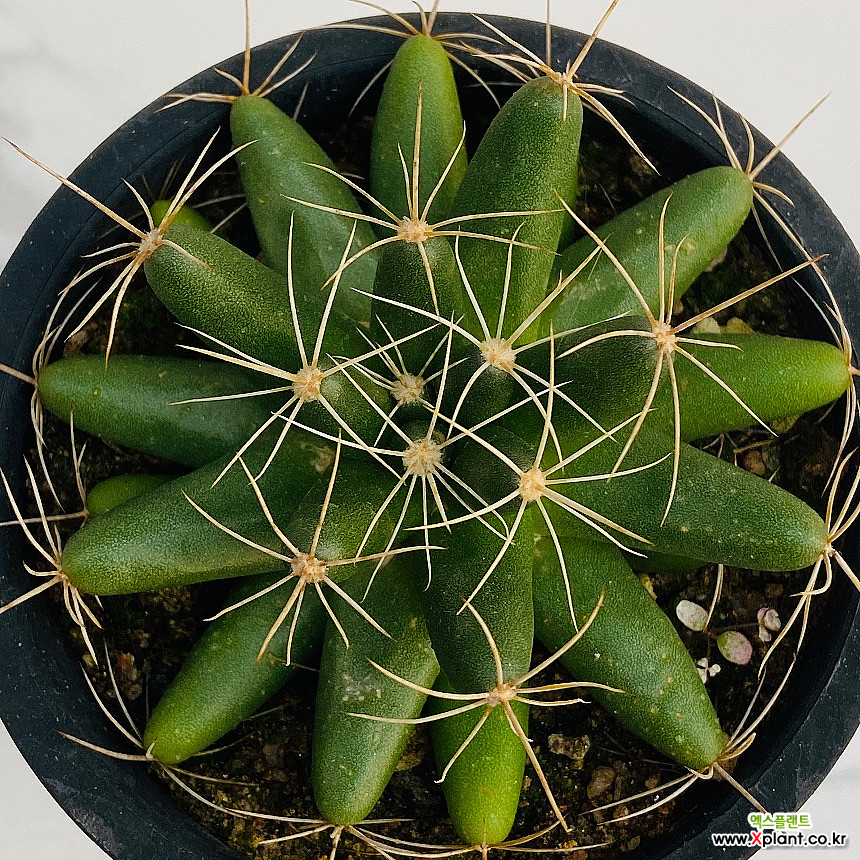 Mammillaria longimamma 1163 Cactus - Xplant